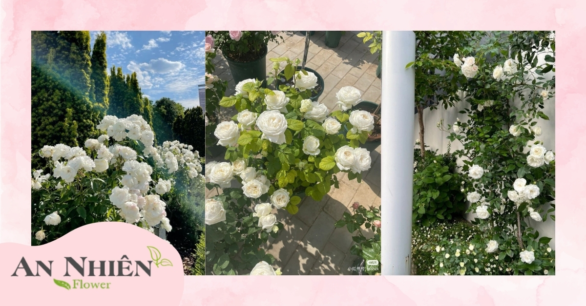 Các loại hoa hồng trắng phổ biến 