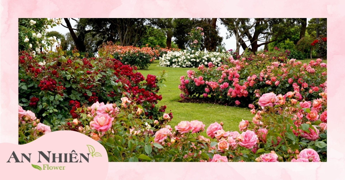 Các vườn hoa hồng nổi bật tại Đà Lạt