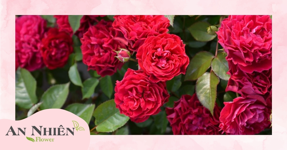 Địa chỉ mua hoa hồng leo uy tín tại TP. HCM
