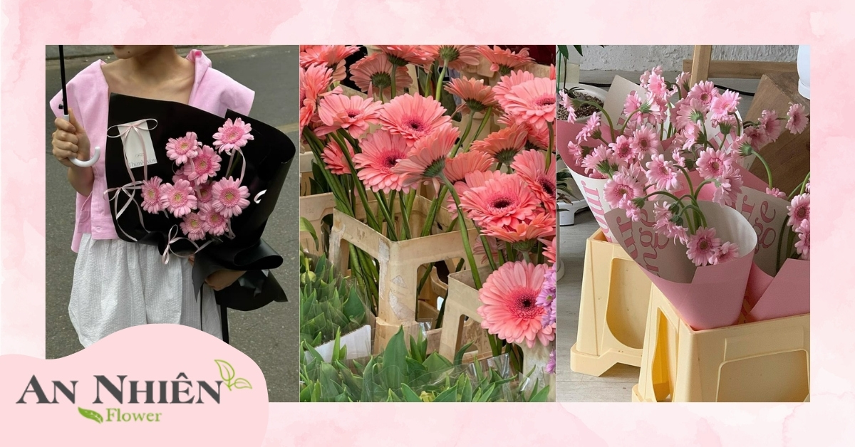 Giá hoa đồng tiền 2025