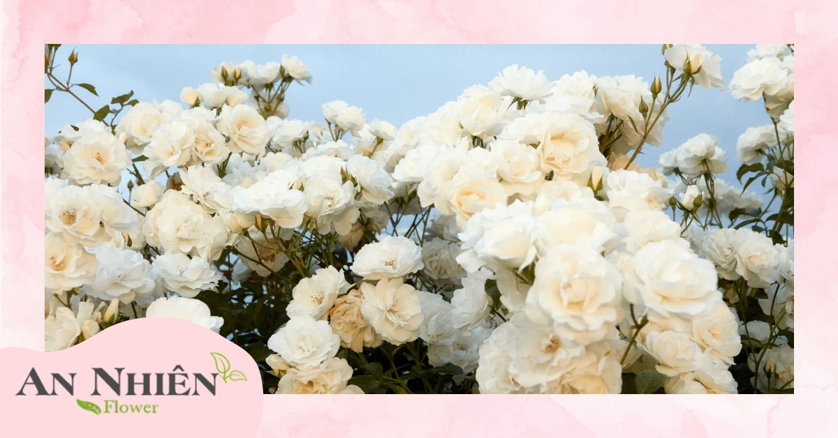 Giới thiệu chung về hoa hồng trắng