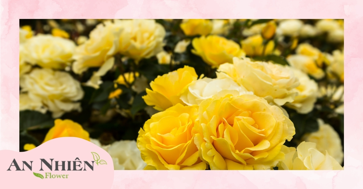 Giới thiệu chung về hoa hồng vàng