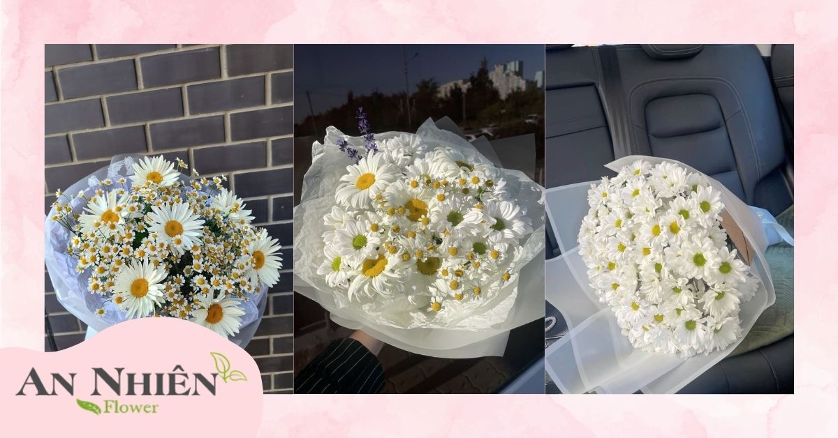 Hoa cúc họa mi tặng người yêu