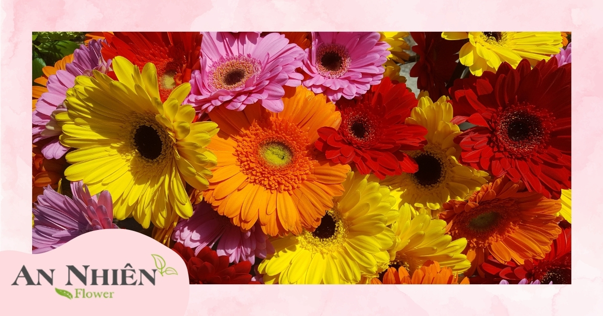 Hoa đồng tiền là gì?