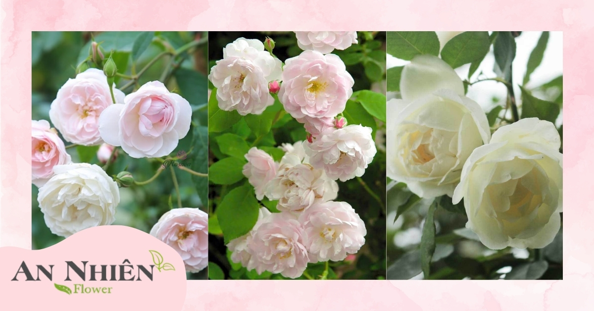 Hoa hồng cổ Đà Lạt