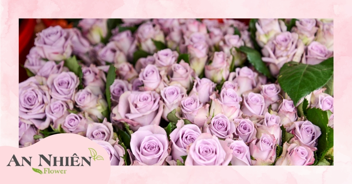 Hoa hồng Đà Lạt là gì?