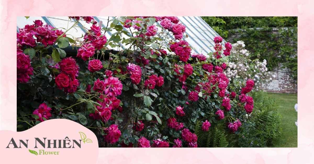 Hoa hồng leo là gì?