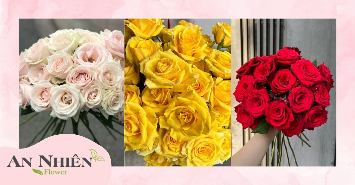 Hoa hồng nội Đà Lạt