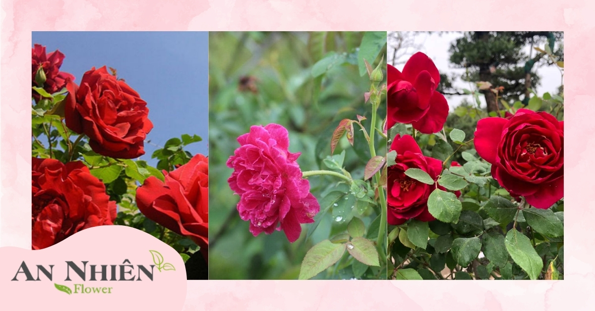 Hoa hồng Sa Đéc (hồng nhung)