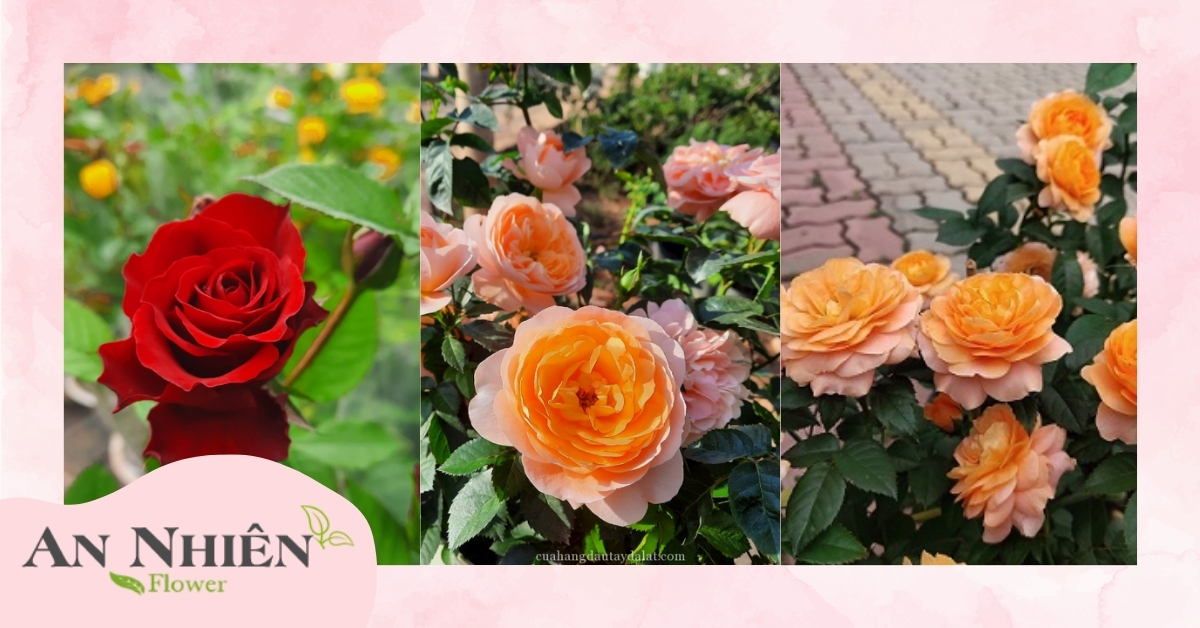 Hoa hồng Tezza Đà Lạt