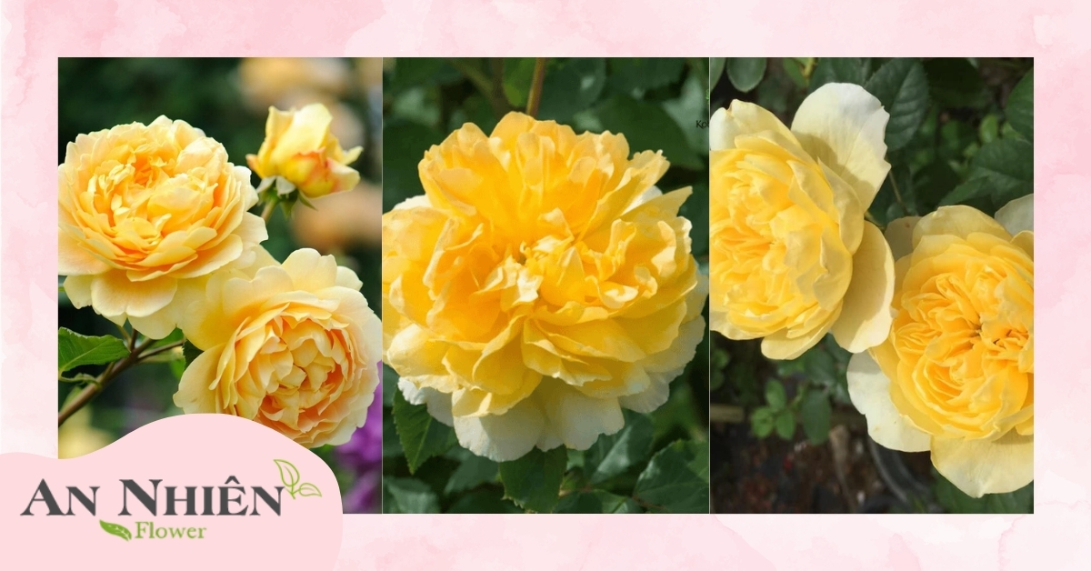 Hoa hồng vàng Catalina (New Zealand)