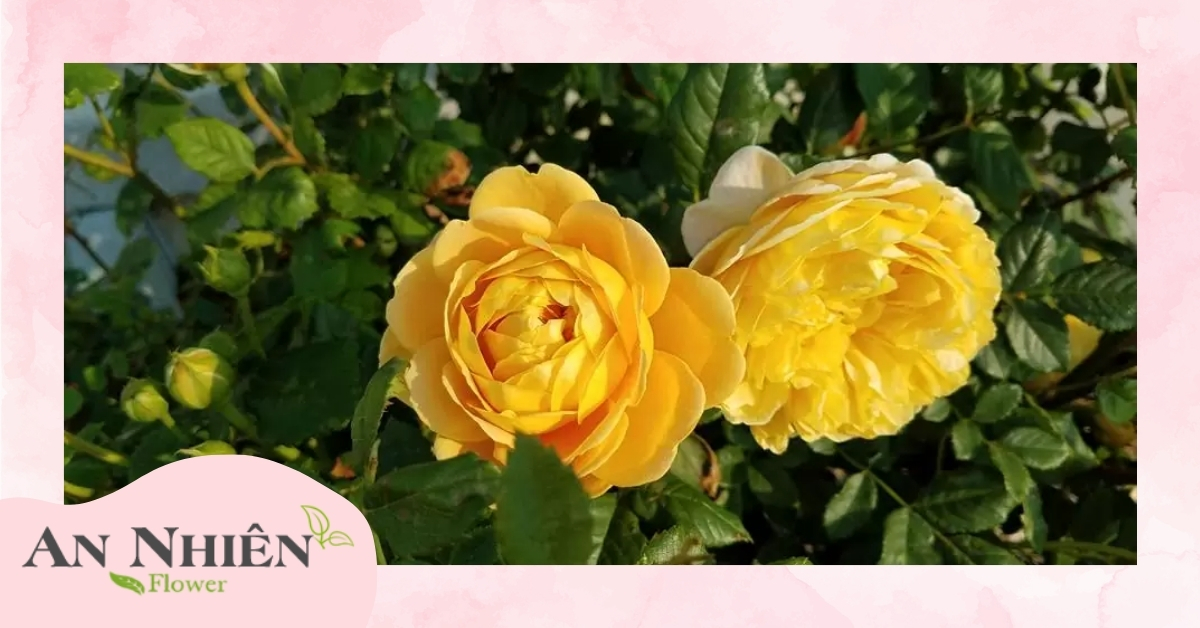 Hoa hồng vàng Golden Celebration