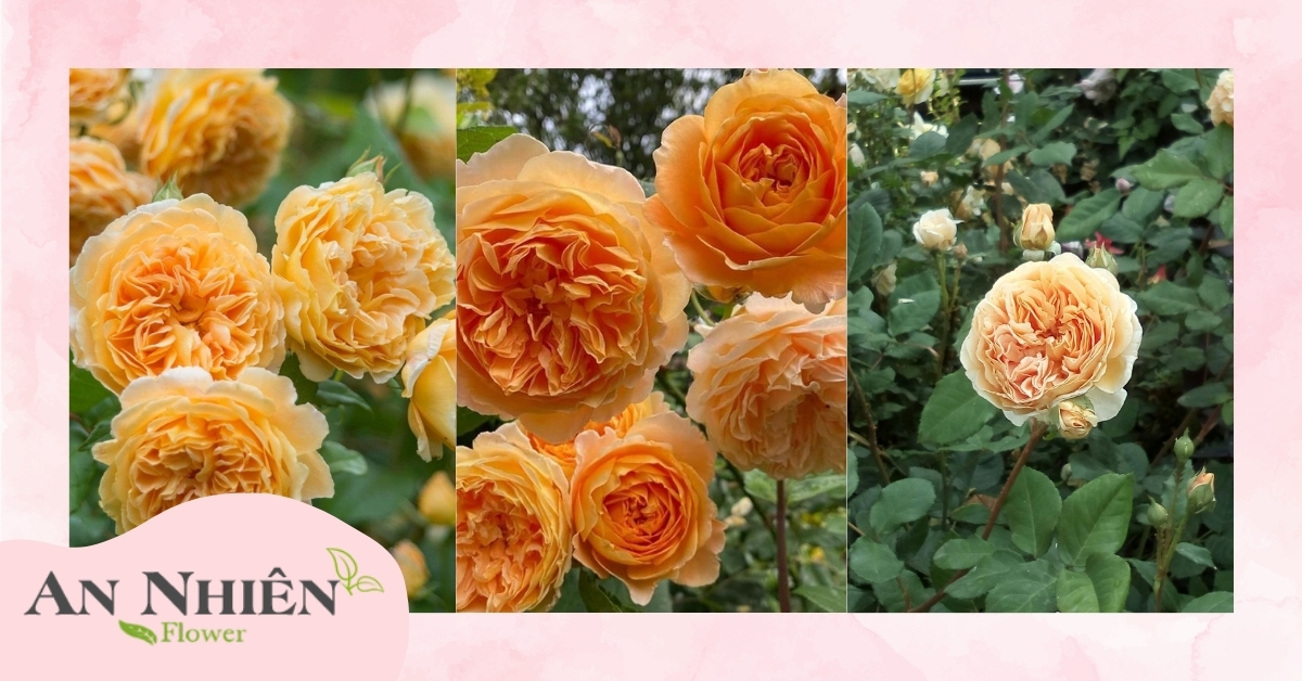 Hoa hồng vàng Molineux