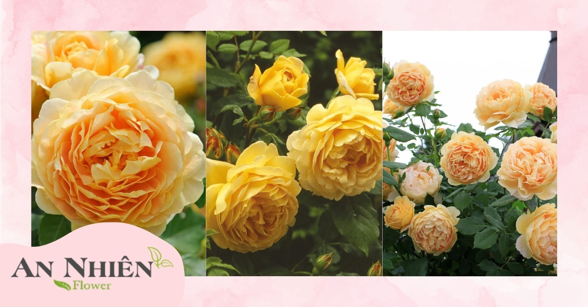 Hồng Golden Celebration