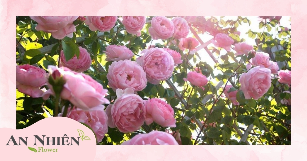 Hồng leo Tường Vi