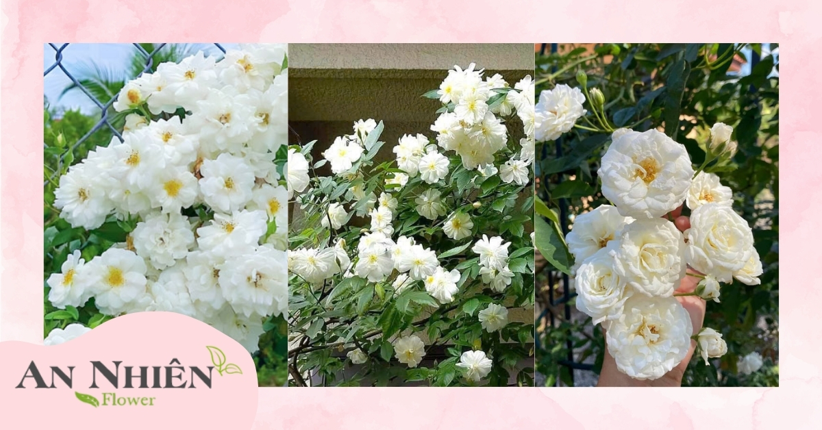 Hồng Ngỗng Tuyết