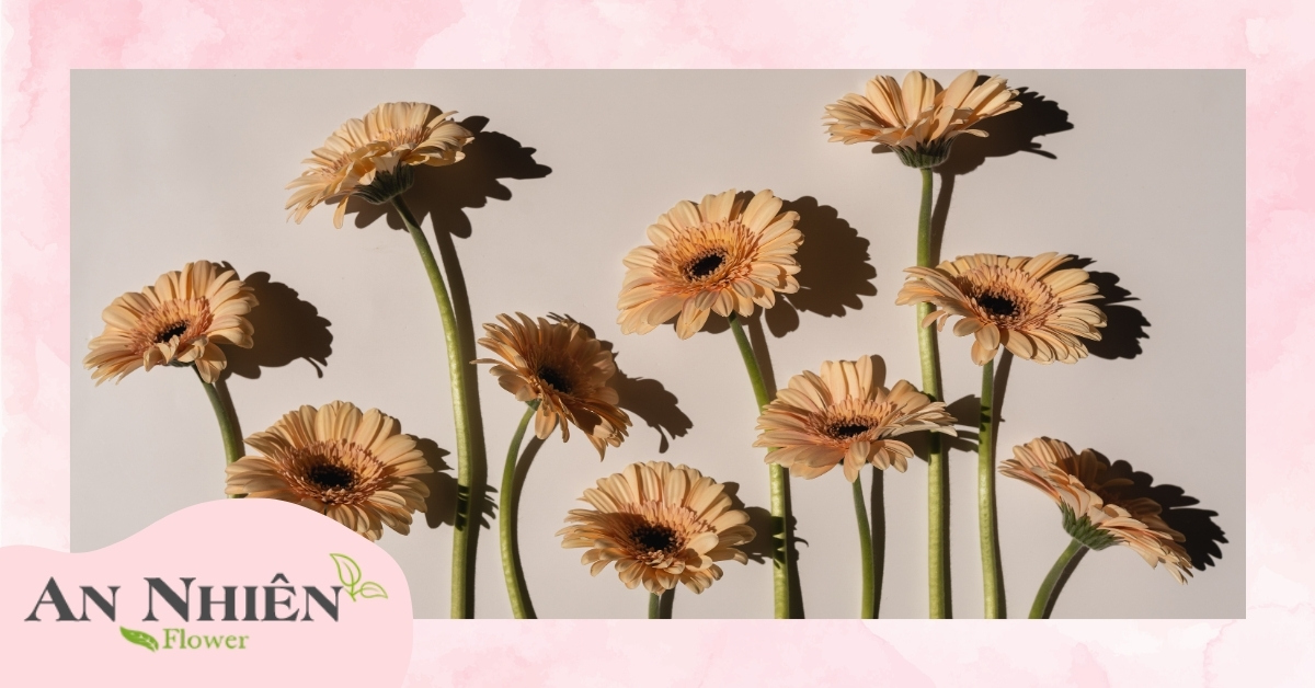 Mua hoa đồng tiền ở đâu?