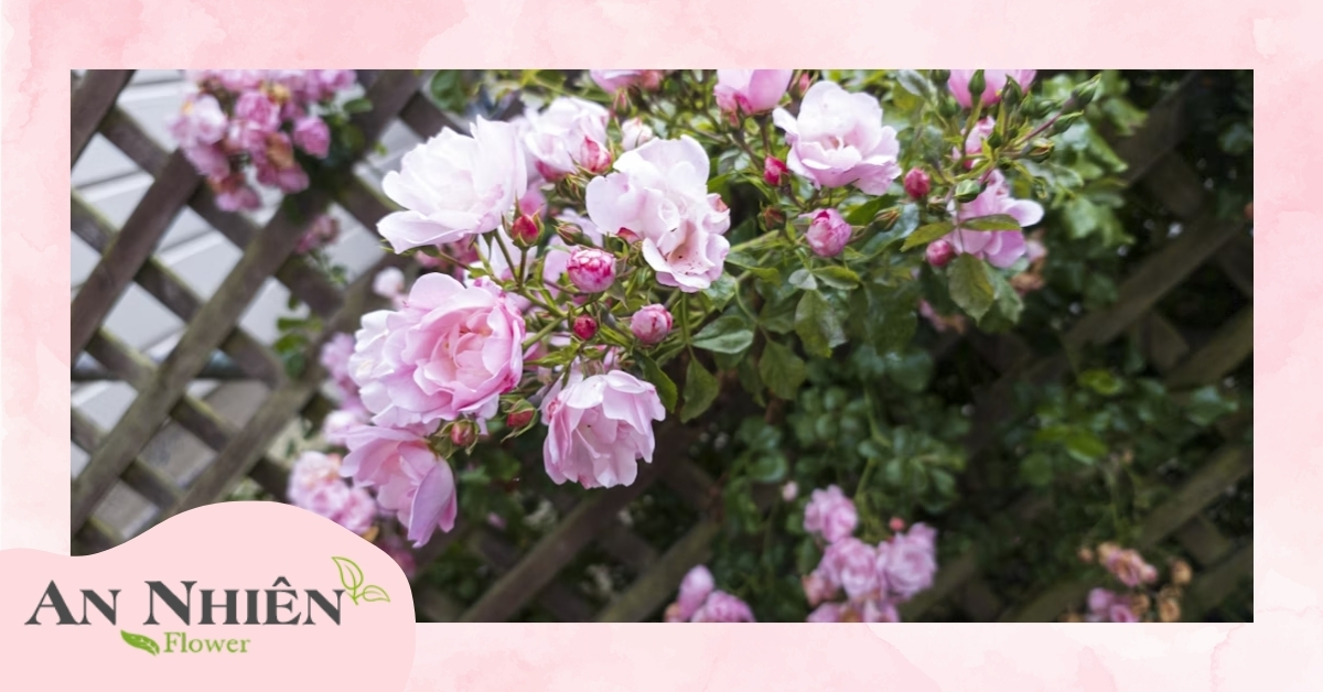 Nguồn gốc hoa hồng leo