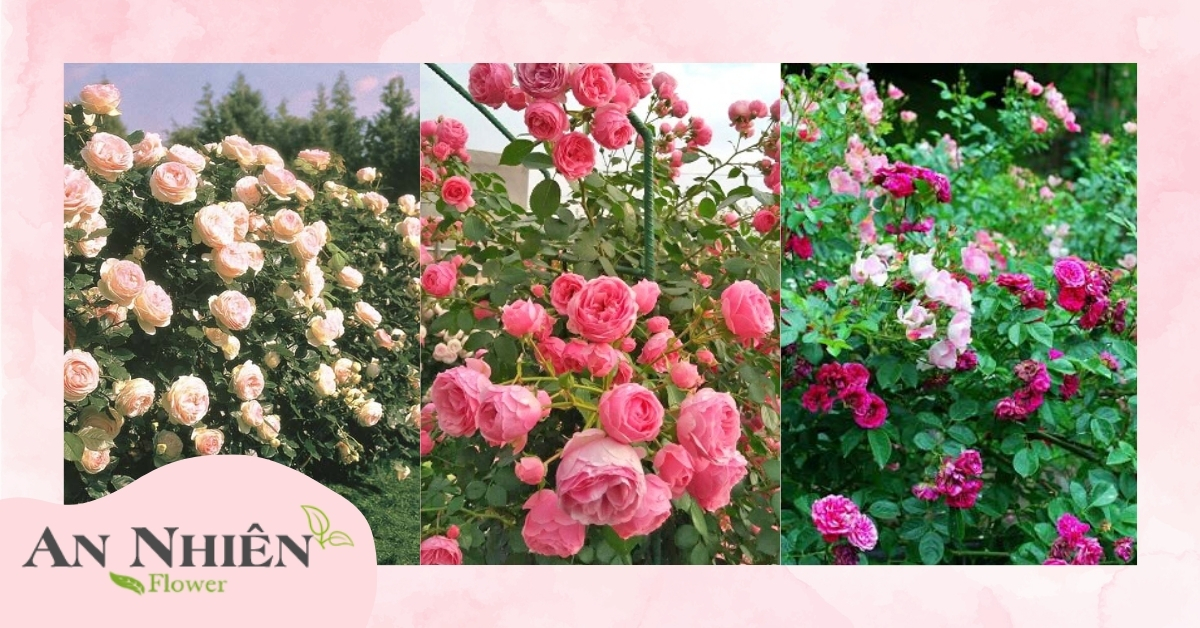 Phân loại hoa hồng leo 