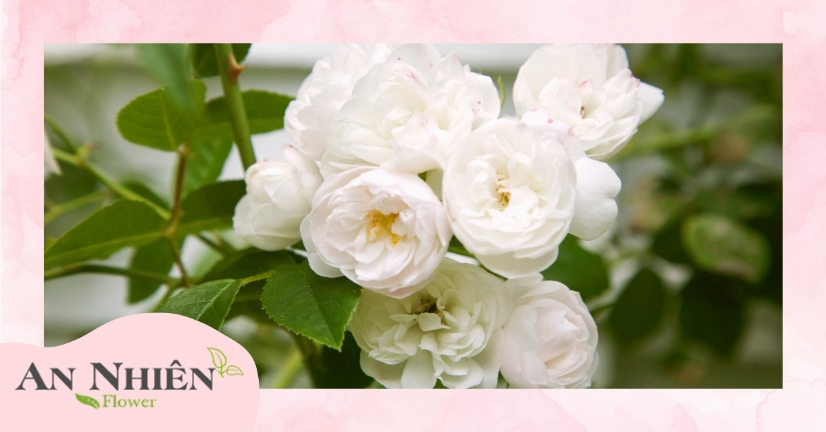 Tác dụng của hoa hồng trắng