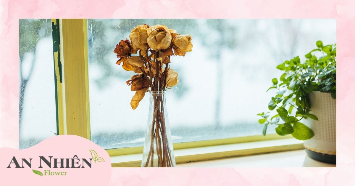 Tại sao hoa nhanh héo?