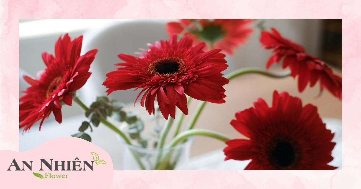 Ý nghĩa chung của hoa đồng tiền