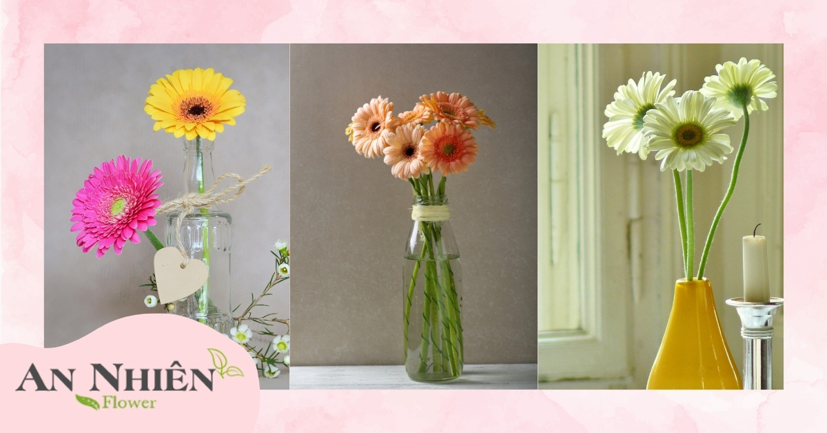 Ý nghĩa hoa đồng tiền theo màu sắc