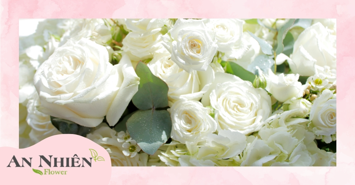 Ý nghĩa hoa hồng trắng 