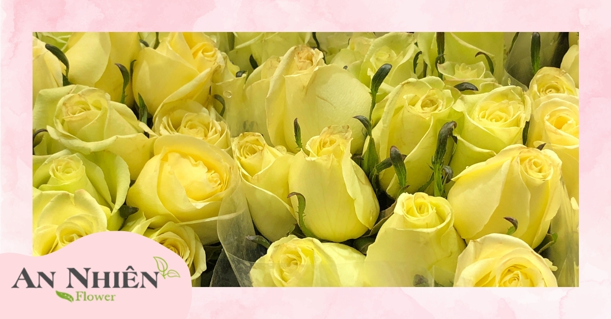 Ý nghĩa hoa hồng vàng theo phong thủy và văn hóa