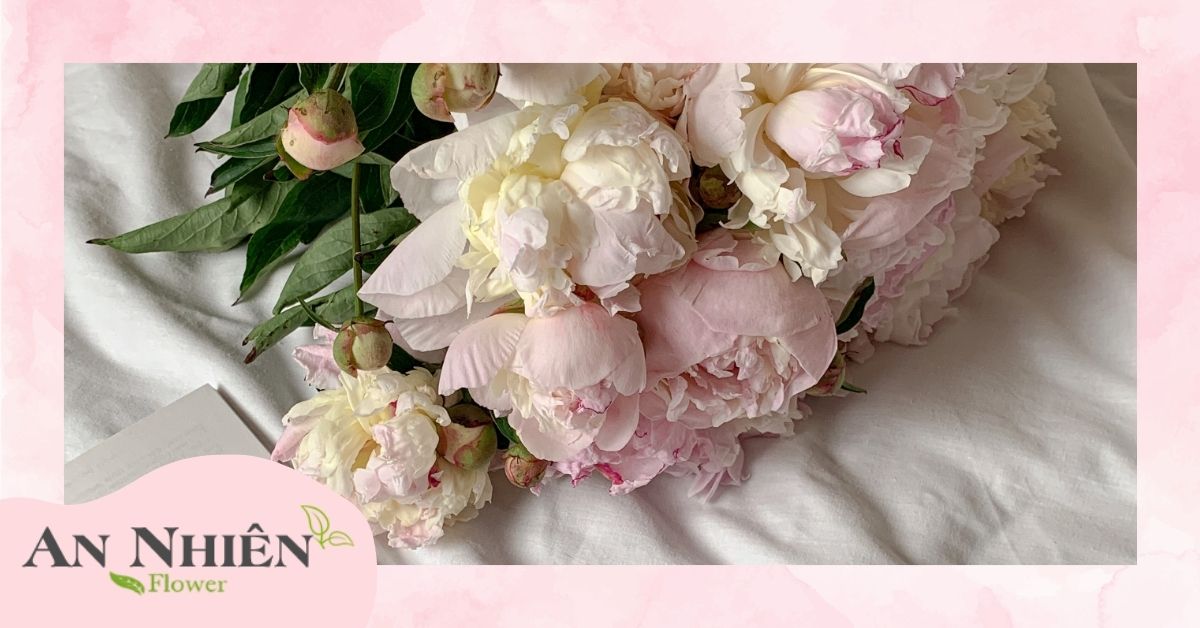 Ý nghĩa hoa mẫu đơn theo văn hóa