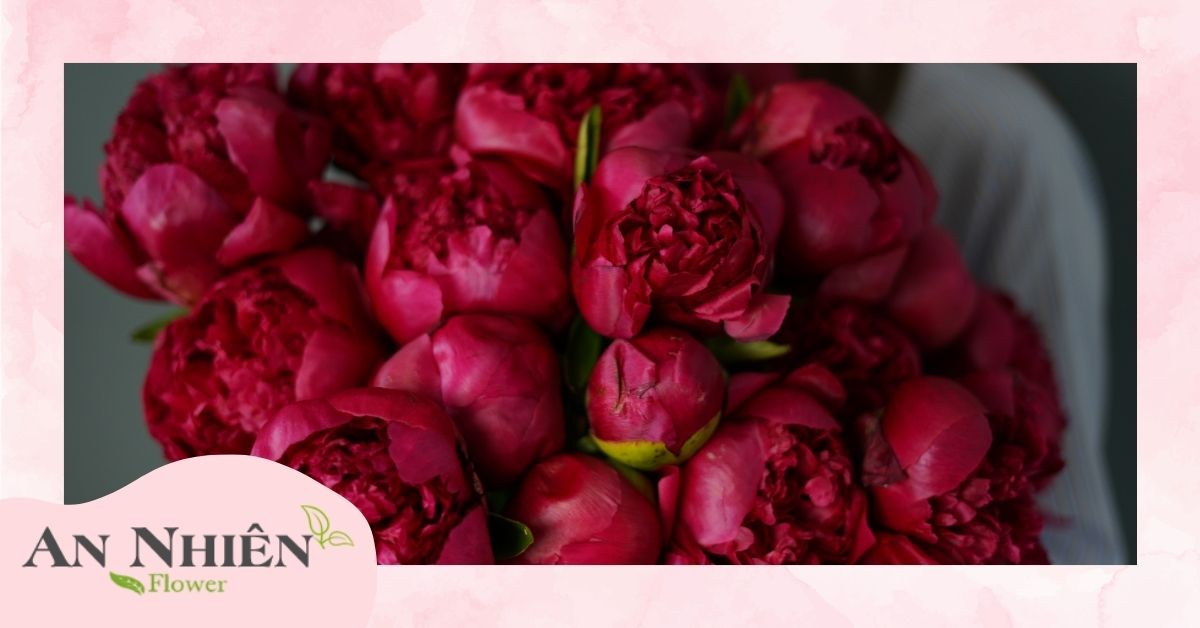 Ý nghĩa hoa mẫu đơn trong phong thủy