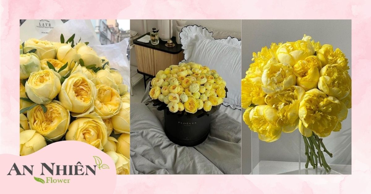 Ý nghĩa hoa mẫu đơn vàng