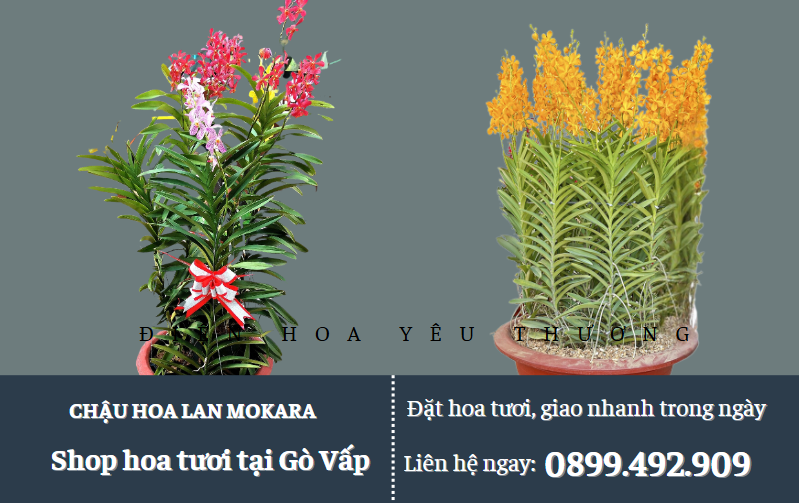 Chậu lan Mokara tặng ngày khai trương