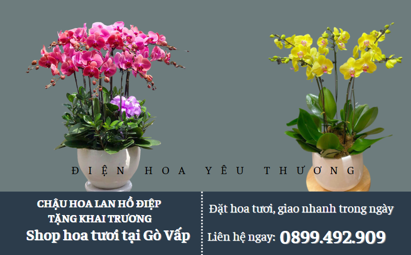 chậu hoa quan tặng khai trương