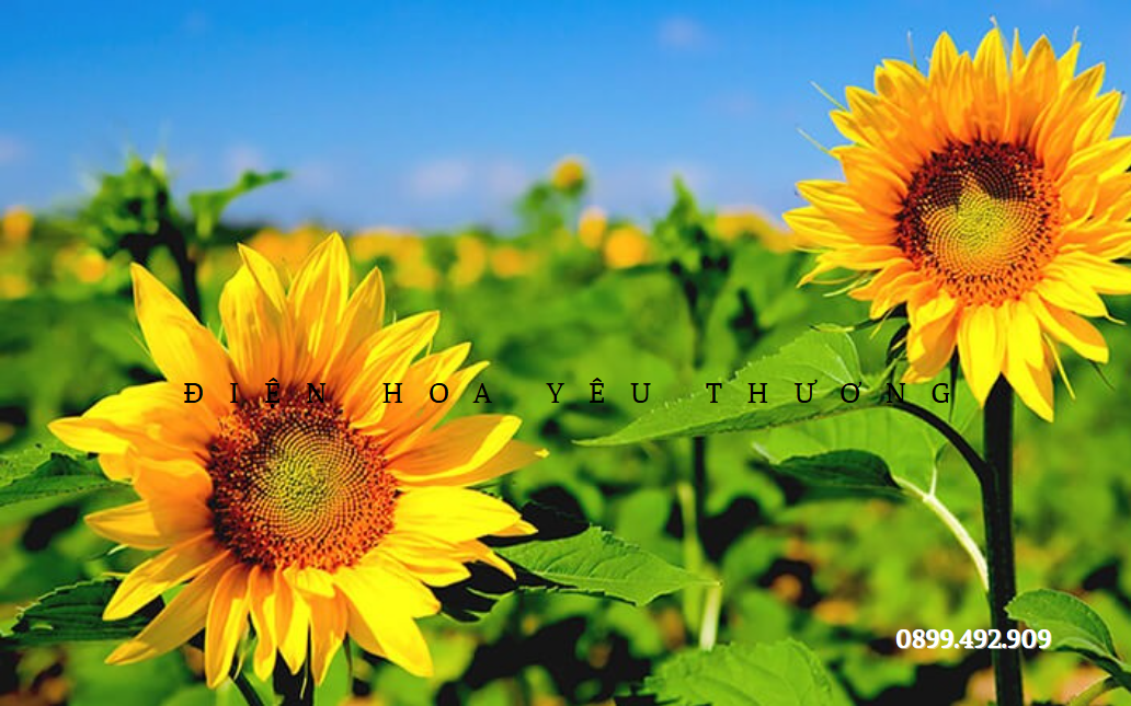 Hoa hướng dương