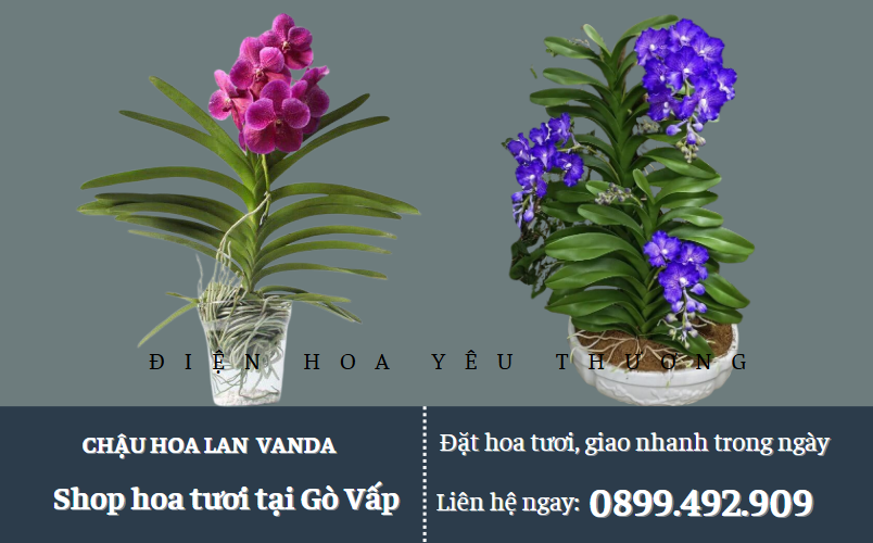 Chậu lan Vanda tặng khai trương