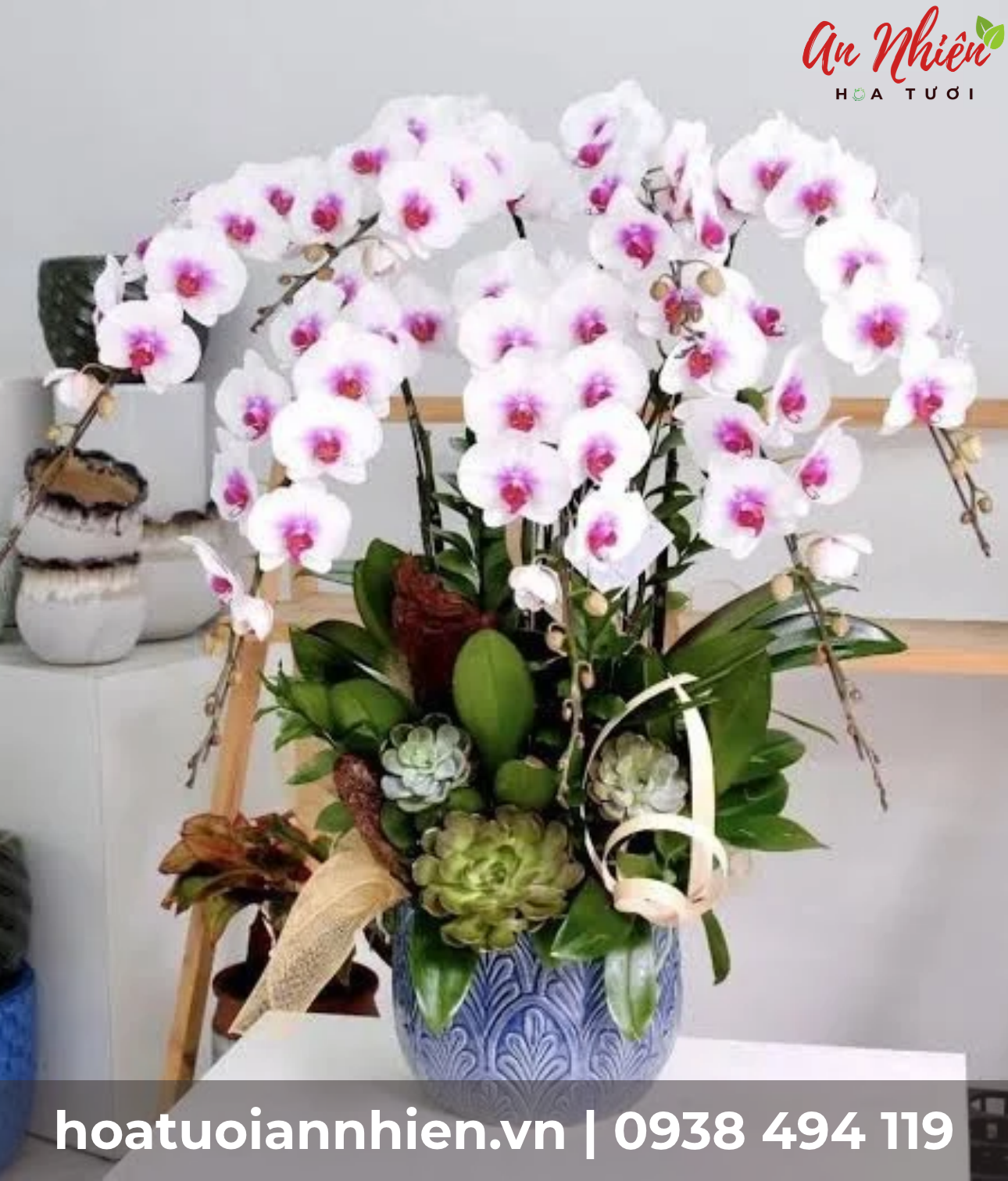 Chậu lan hồ điệp: sang trọng, bền d&aacute;ng, hợp để b&agrave;n