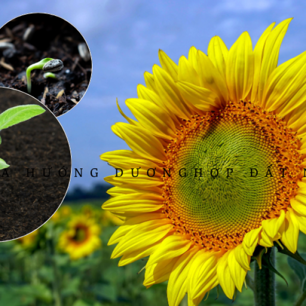 Hoa hướng dương hợp đất nào để phát triển mạnh mẽ