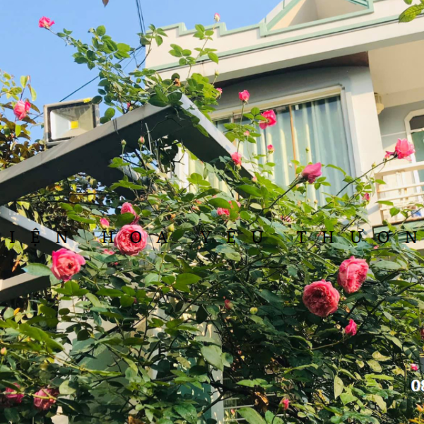 Hoa hồng hợp mệnh gì và ý nghĩa phong thủy từng màu sắc