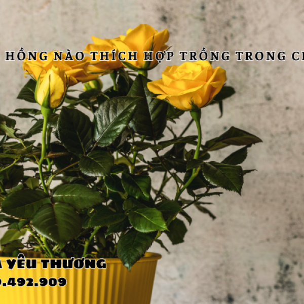 Hoa hồng nào thích hợp trồng trong chậu giúp nhà thêm đẹp