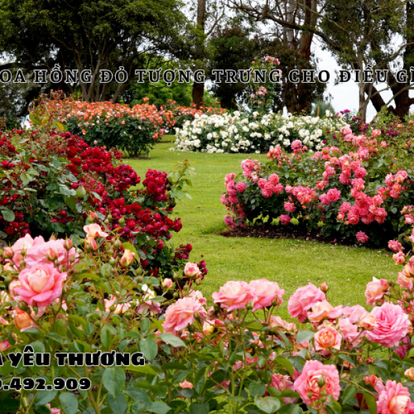 Hoa hồng đỏ tượng trưng cho điều gì? Có phải chỉ là tình yêu