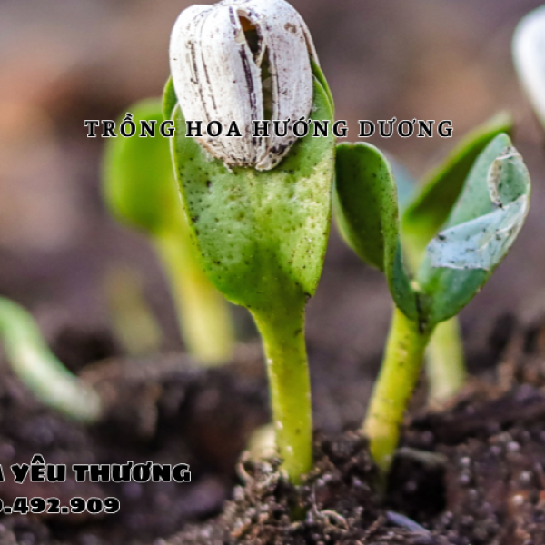 Trồng hoa hướng dương có khó không? Hướng dẫn từ A đến Z