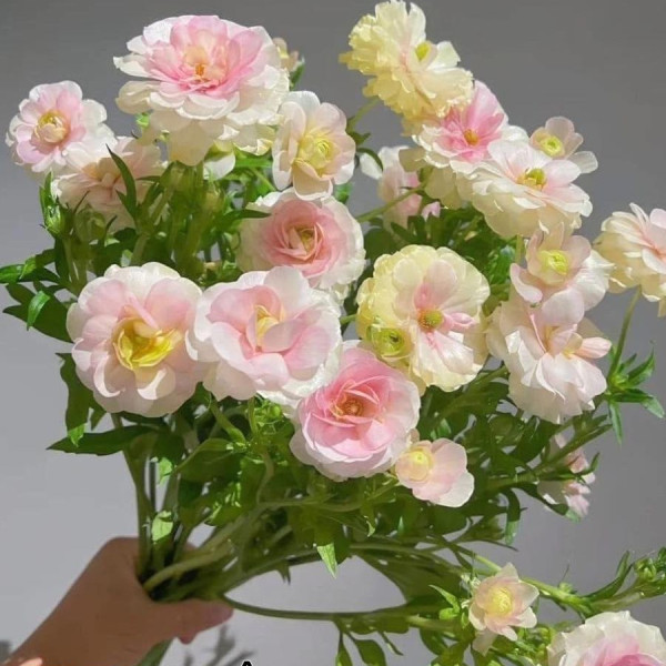 Bó Hoa Mao Lương Cánh Bướm Đẹp Lãng Mạn - Cách Cắm