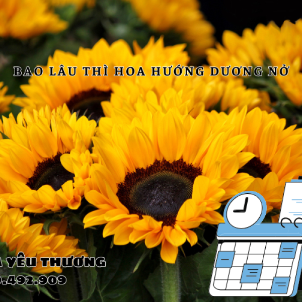 Bao lâu thì hoa hướng dương nở hoa bạn đã biết chưa