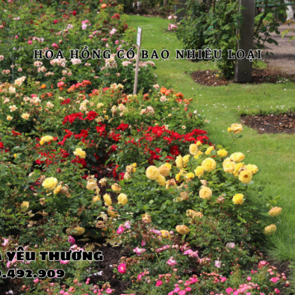 Hoa hồng có bao nhiêu loại, bạn đã biết hết chưa?