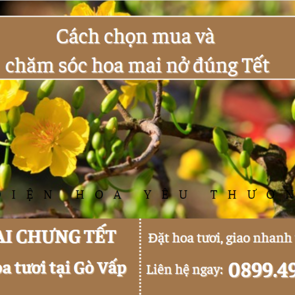 Cách chọn hoa mai ngày tết và chăm sóc hoa mai nở đúng Tết