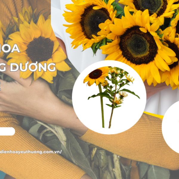 Hoa hướng dương giá rẻ mua ở đâu uy tín với chất lượng