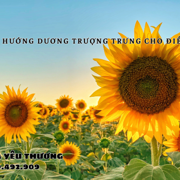 Hoa hướng dương tượng trưng cho điều gì? Bạn đã biết chưa