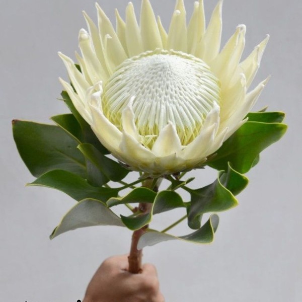 Ý nghĩa Hoa King Protea và các mẫu bó hoa ấn tượng
