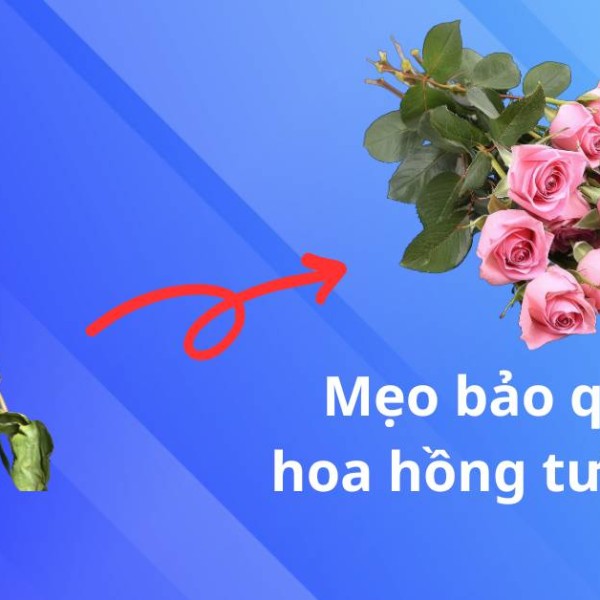 5 Mẹo Giúp Giữ Hoa Hồng Tươi Lâu Từ Chuyên Gia